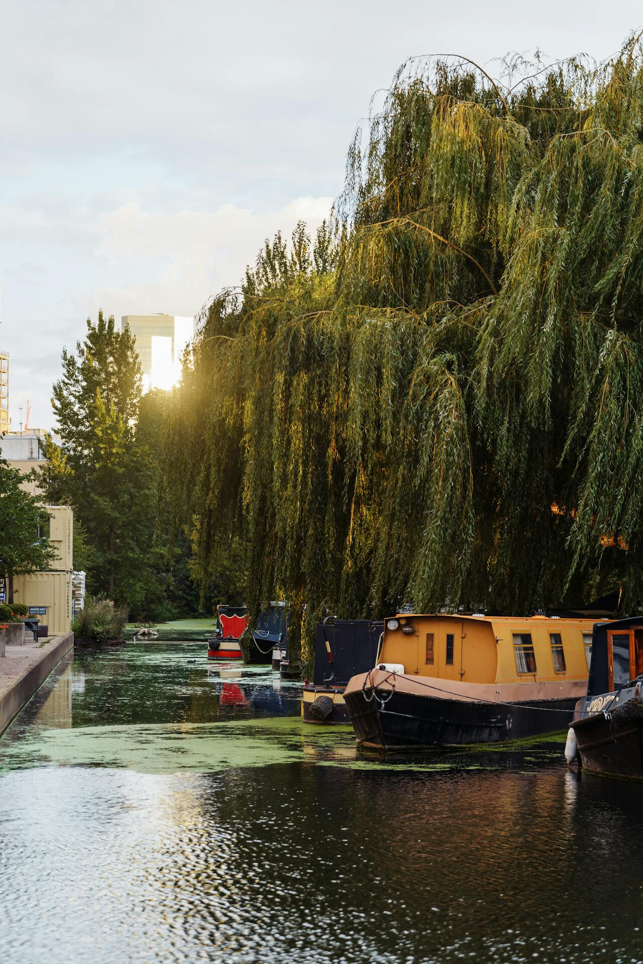 Βαρκάκια και houseboats αγκυροβολημένα σε ήσυχο κανάλι του Λονδίνου, με τεράστια κλαδιά ιτιάς να κρέμονται πάνω από το νερό και τον ήλιο να δύει στο βάθος.